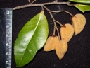 Caraipa densifolia