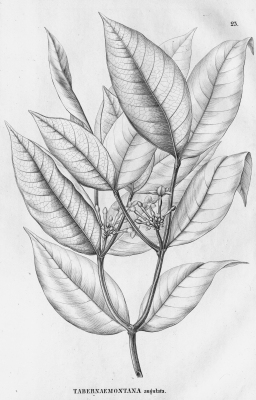 Tabernaemontana angulata