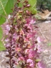 Hirtella racemosa