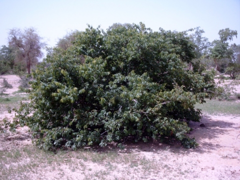 Combretum micranthum