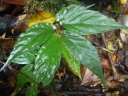Begonia macrocarpa