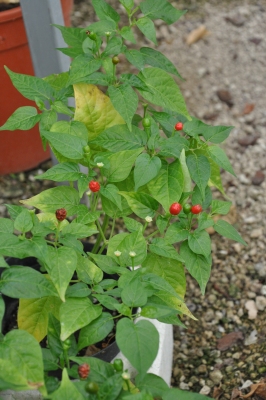 Capsicum cardenasii