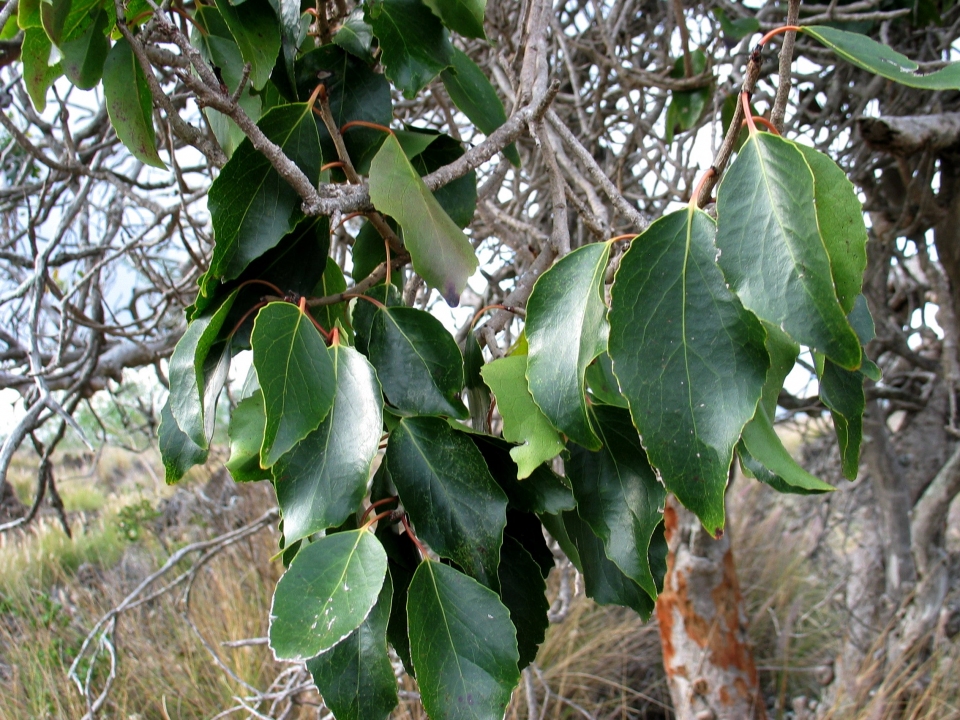 Xylosma hawaiense