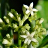 Psychotria nervosa