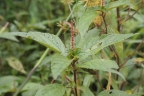 Acalypha australis