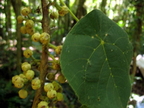 Macaranga cuspidata