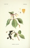 Hamelia axillaris