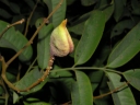 Ormosia paraensis