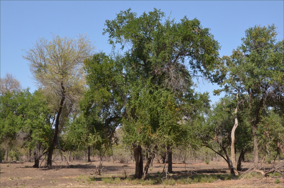 Spirostachys africana