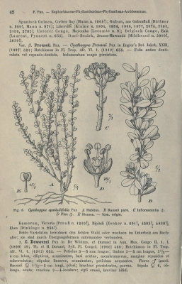 Thecacoris spathulifolia