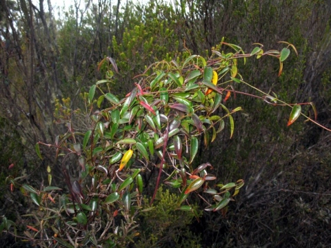 Baroniella acuminata