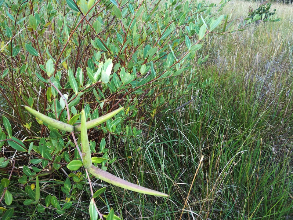 Cryptolepis oblongifolia