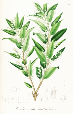 Agarista eucalyptoides