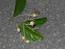 Xanthophyllum affine
