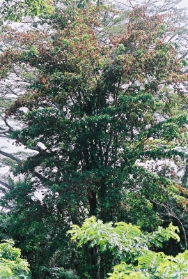 Petersianthus macrocarpus