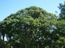 Ceiba crispiflora