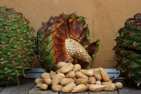 The Bunya-Bunya Pine (Araucaria bidwillii)