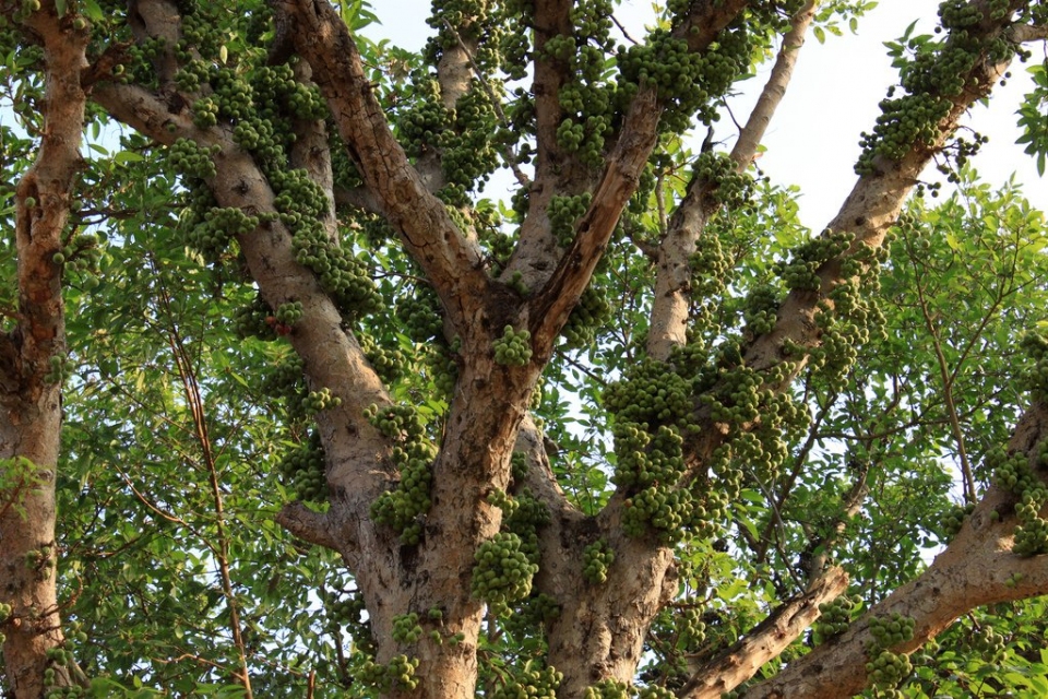 Ficus racemosa