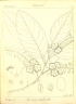 Elaeocarpus tectorius