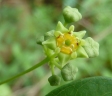 Helinus integrifolius