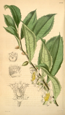 Smeathmannia laevigata