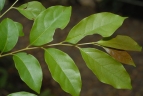 Diospyros morrisiana