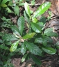 Elaeocarpus serratus
