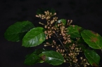 Macaranga monandra