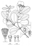 Syzygium minutuliflorum