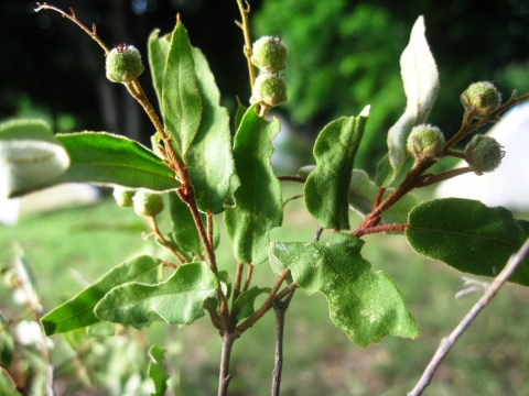 Croton salviformis