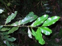 Endiandra compressa