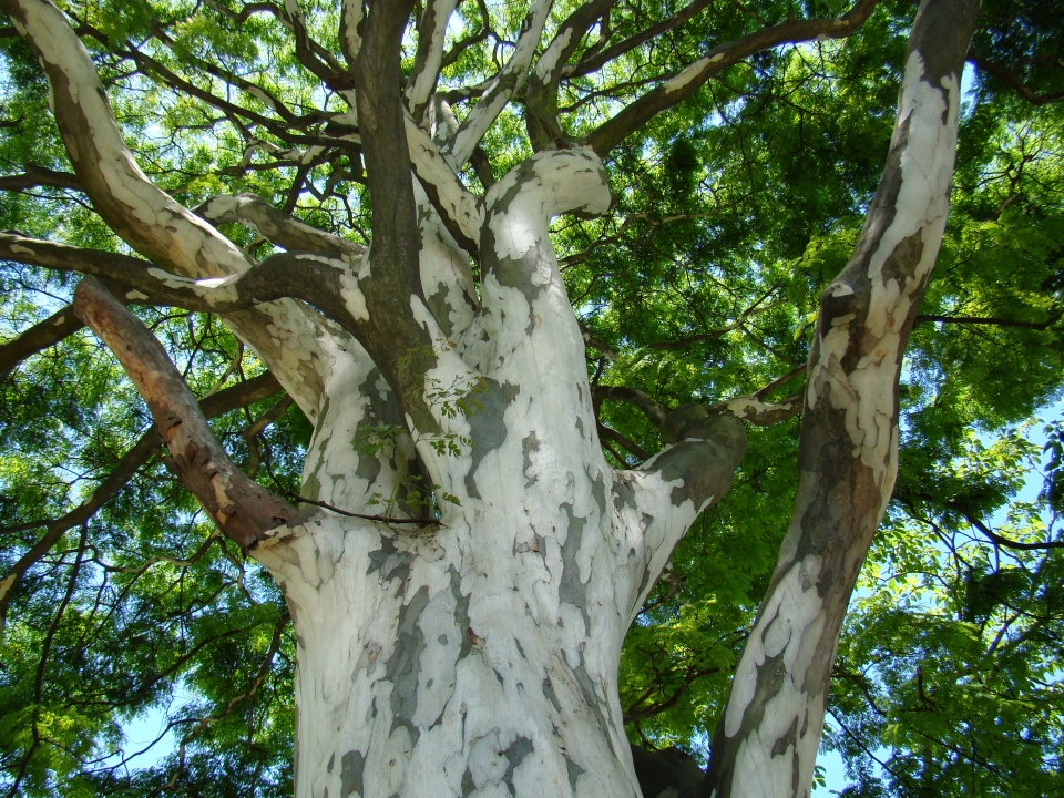 Caesalpinia ferrea