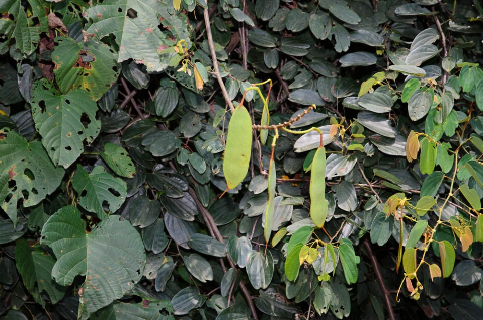 Phanera coccinea