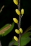 Diospyros hoyleana