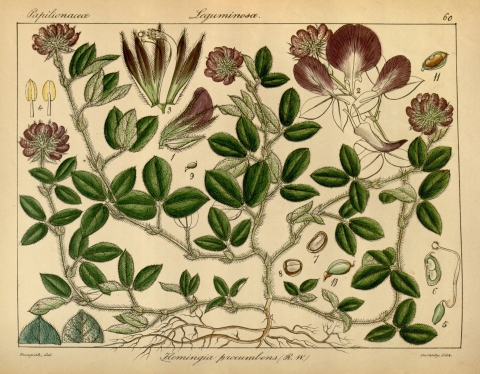 Flemingia procumbens