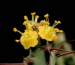Euphorbia schinzii