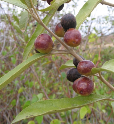 Vitex gardneriana