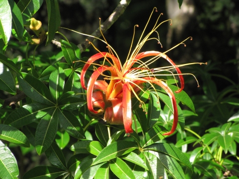 Adansonia madagascariensis