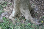 Cordia laevigata