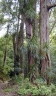 Freycinetia arborea