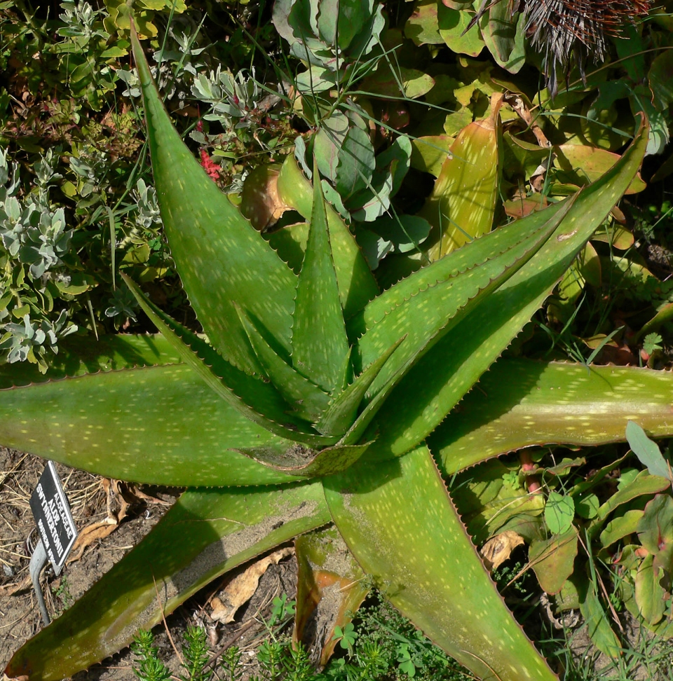 Aloe swynnertonii