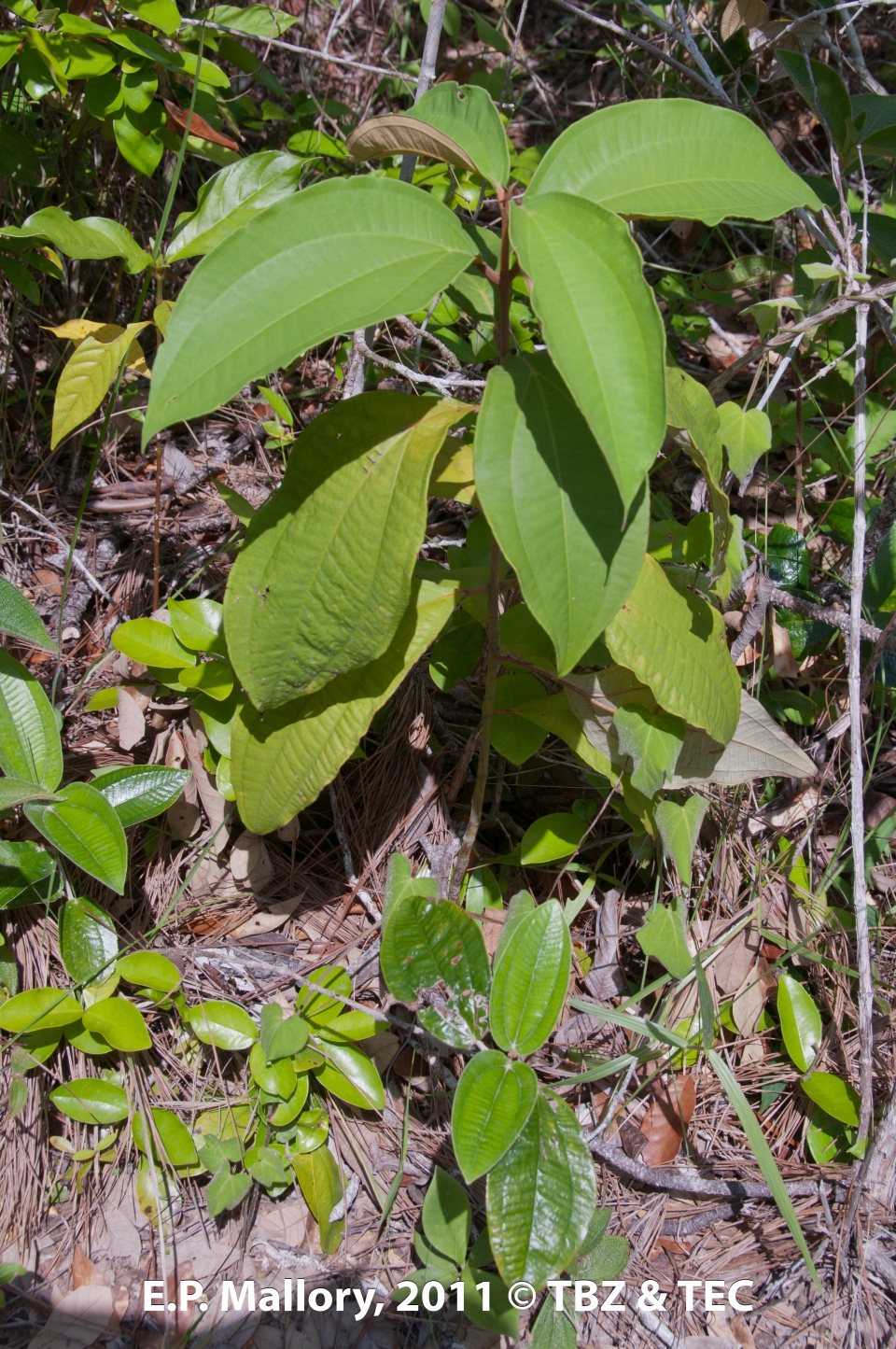 Miconia holosericea