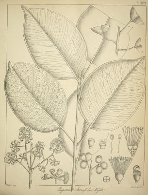 Syzygium alternifolium