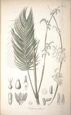 Calamus ciliaris