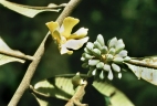 Guatteria guianensis