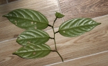 Scorodocarpus borneensis