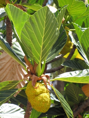 Artocarpus nitidus