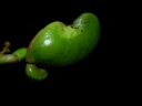Anacardium excelsum