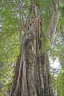 Lagerstroemia calyculata