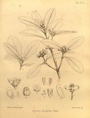 Garcinia oblongifolia